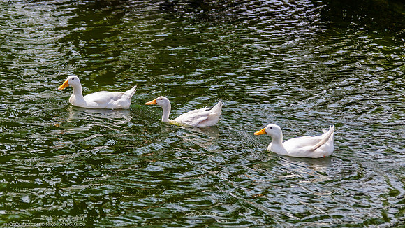 Yanbu Lakes, Saudi Arabia