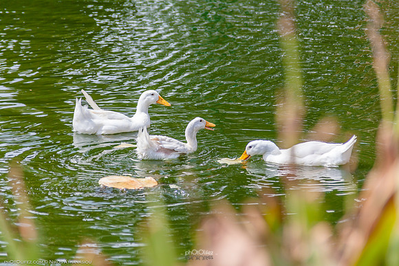 Yanbu Lakes, Saudi Arabia