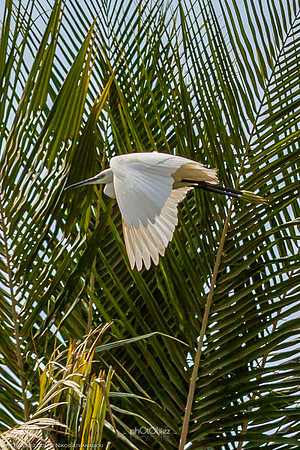 Yanbu Lakes, Saudi Arabia