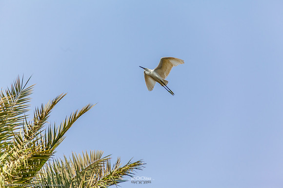 Yanbu Lakes, Saudi Arabia
