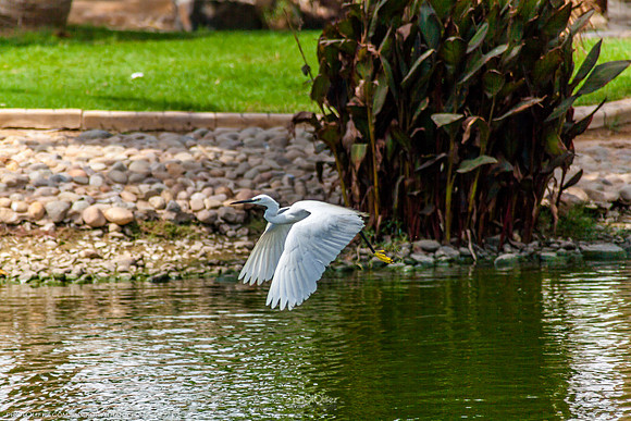 Yanbu Lakes, Saudi Arabia