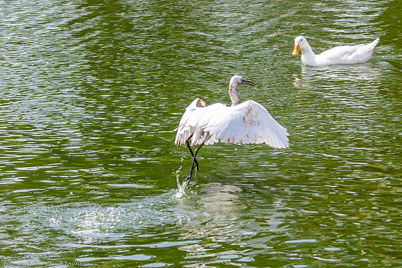 Yanbu Lakes, Saudi Arabia