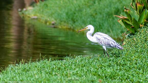Yanbu Lakes, Saudi Arabia