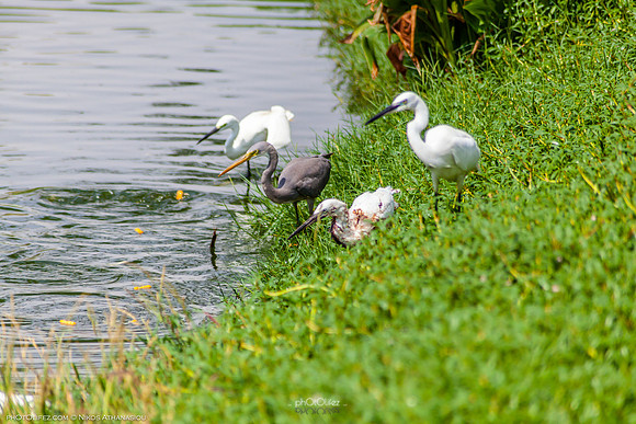 Yanbu Lakes, Saudi Arabia
