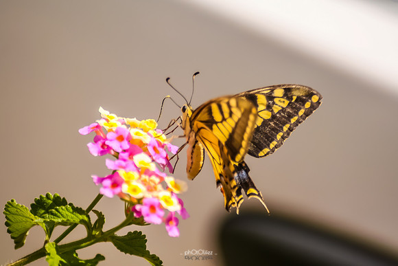 IMG_0161