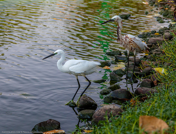 Yanbu Lakes, Saudi Arabia