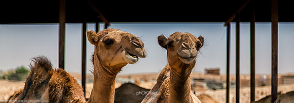 _MG_0395-Edit