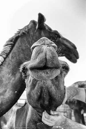 _MG_0280-Edit