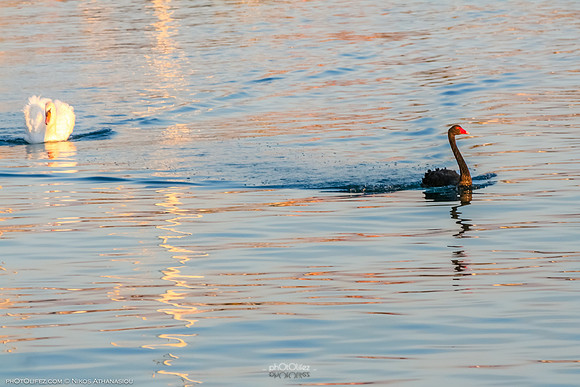 IMG_4796