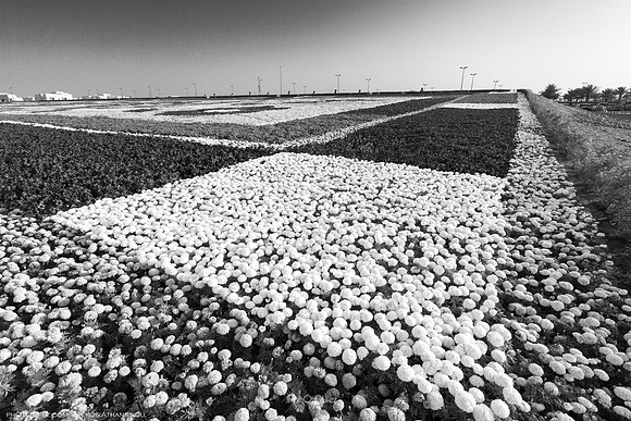 8th Flower fest @Yanbu