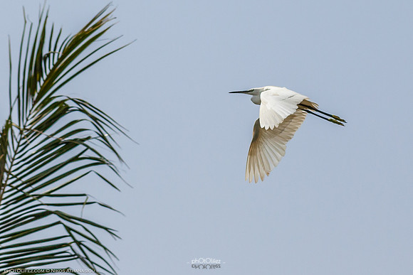 Yanbu Lakes, Saudi Arabia