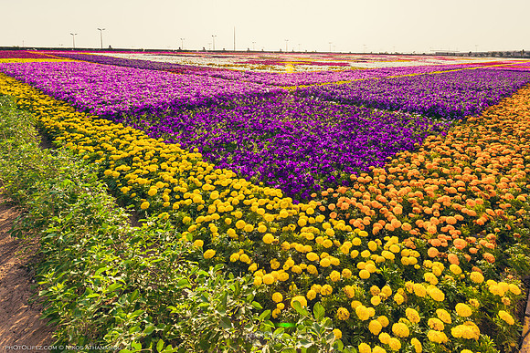 8th Flower fest @Yanbu