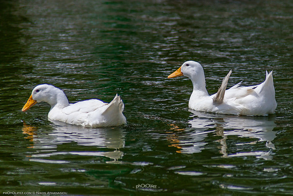 Yanbu Lakes, Saudi Arabia