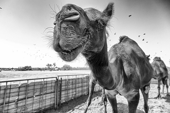 _MG_0313-Edit