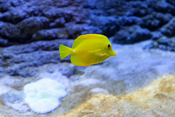 Aquarium @The Dubai Mall, Dubai