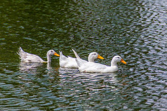 Yanbu Lakes, Saudi Arabia