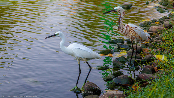 Yanbu Lakes, Saudi Arabia