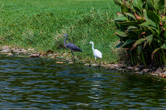 Yanbu Lakes, Saudi Arabia