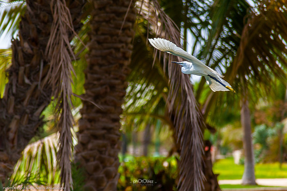 Yanbu Lakes, Saudi Arabia