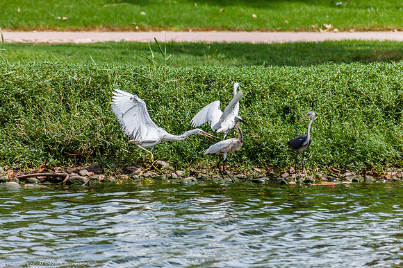 Yanbu Lakes, Saudi Arabia
