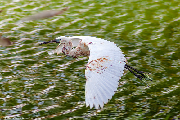Yanbu Lakes, Saudi Arabia