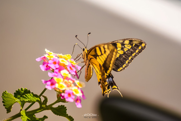 IMG_0161