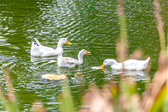 Yanbu Lakes, Saudi Arabia