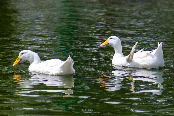Yanbu Lakes, Saudi Arabia