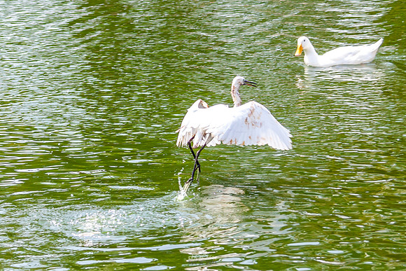 Yanbu Lakes, Saudi Arabia