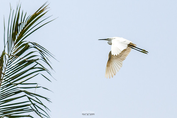 Yanbu Lakes, Saudi Arabia