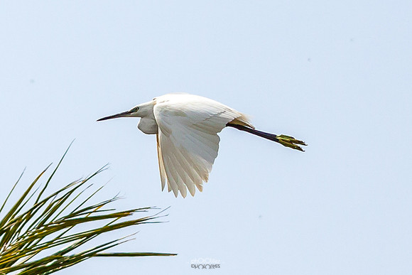 Yanbu Lakes, Saudi Arabia