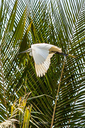 Yanbu Lakes, Saudi Arabia