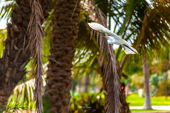 Yanbu Lakes, Saudi Arabia