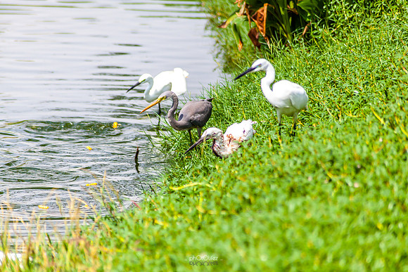 Yanbu Lakes, Saudi Arabia