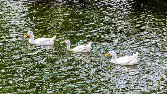 Yanbu Lakes, Saudi Arabia