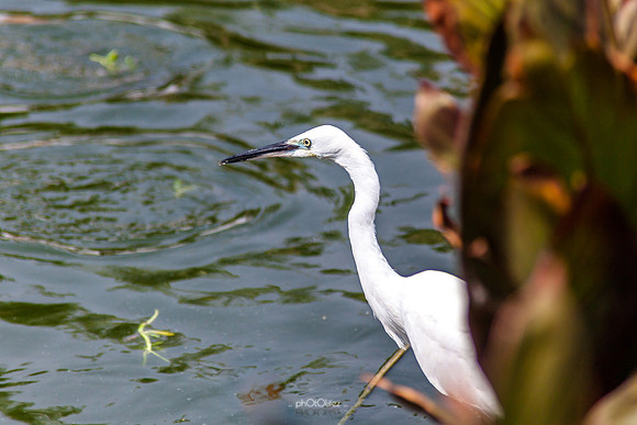 Yanbu Lakes, Saudi Arabia