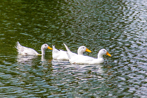 Yanbu Lakes, Saudi Arabia