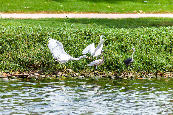 Yanbu Lakes, Saudi Arabia