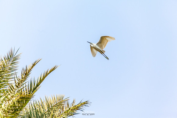 Yanbu Lakes, Saudi Arabia