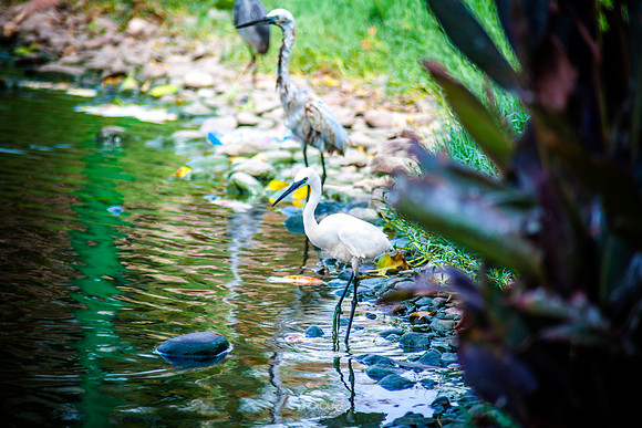 Yanbu Lakes, Saudi Arabia
