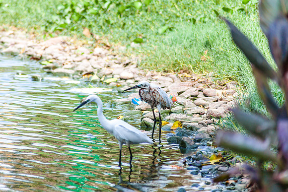 Yanbu Lakes, Saudi Arabia