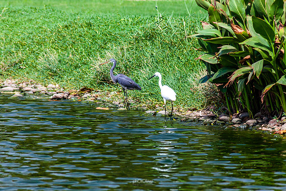 Yanbu Lakes, Saudi Arabia