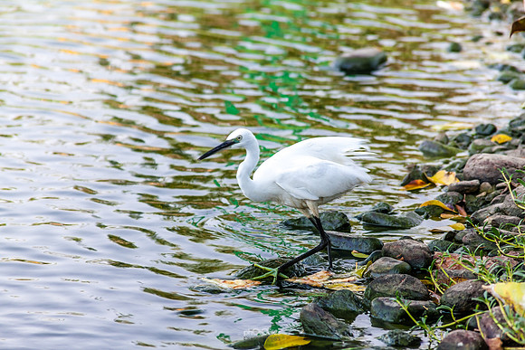 Yanbu Lakes, Saudi Arabia