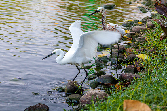 Yanbu Lakes, Saudi Arabia