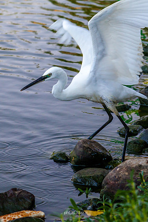 Yanbu Lakes, Saudi Arabia