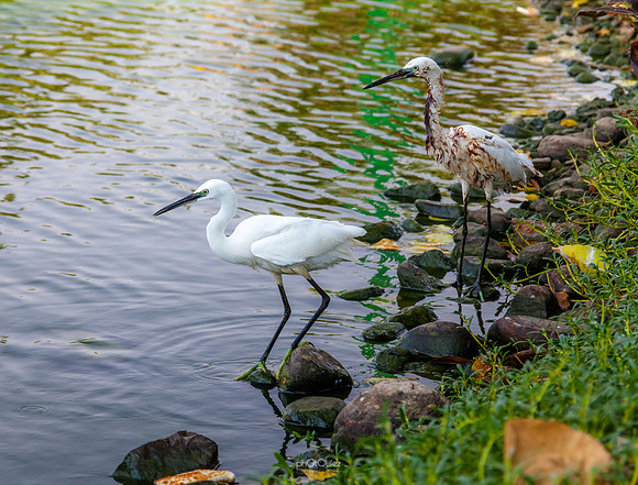 Yanbu Lakes, Saudi Arabia