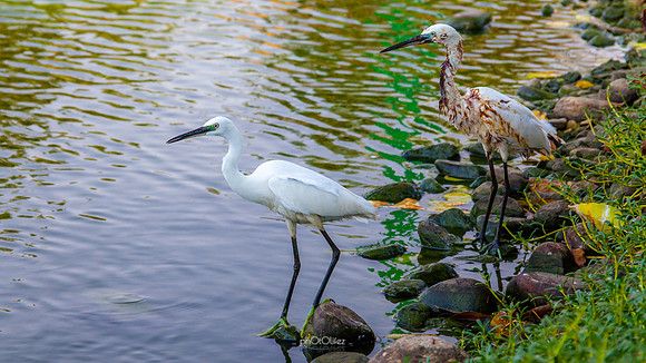 Yanbu Lakes, Saudi Arabia