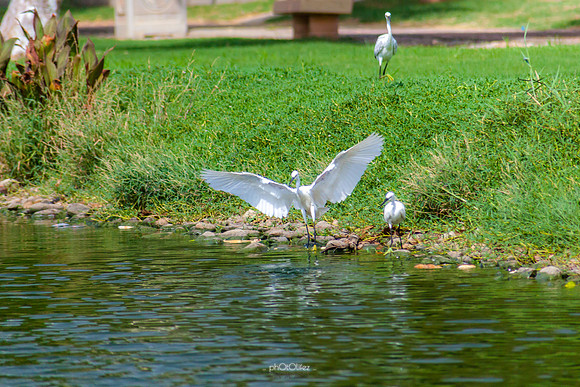 Yanbu Lakes, Saudi Arabia