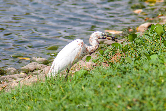 Yanbu Lakes, Saudi Arabia
