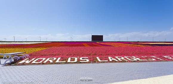 9th Flower fest @Yanbu